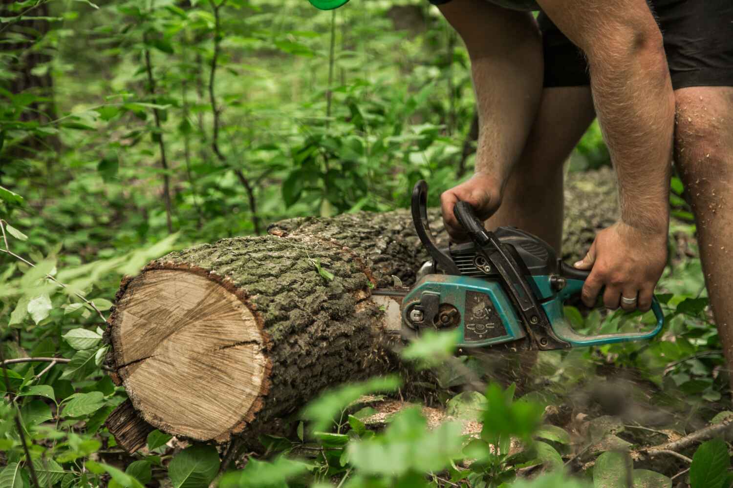 Tree Root Removal